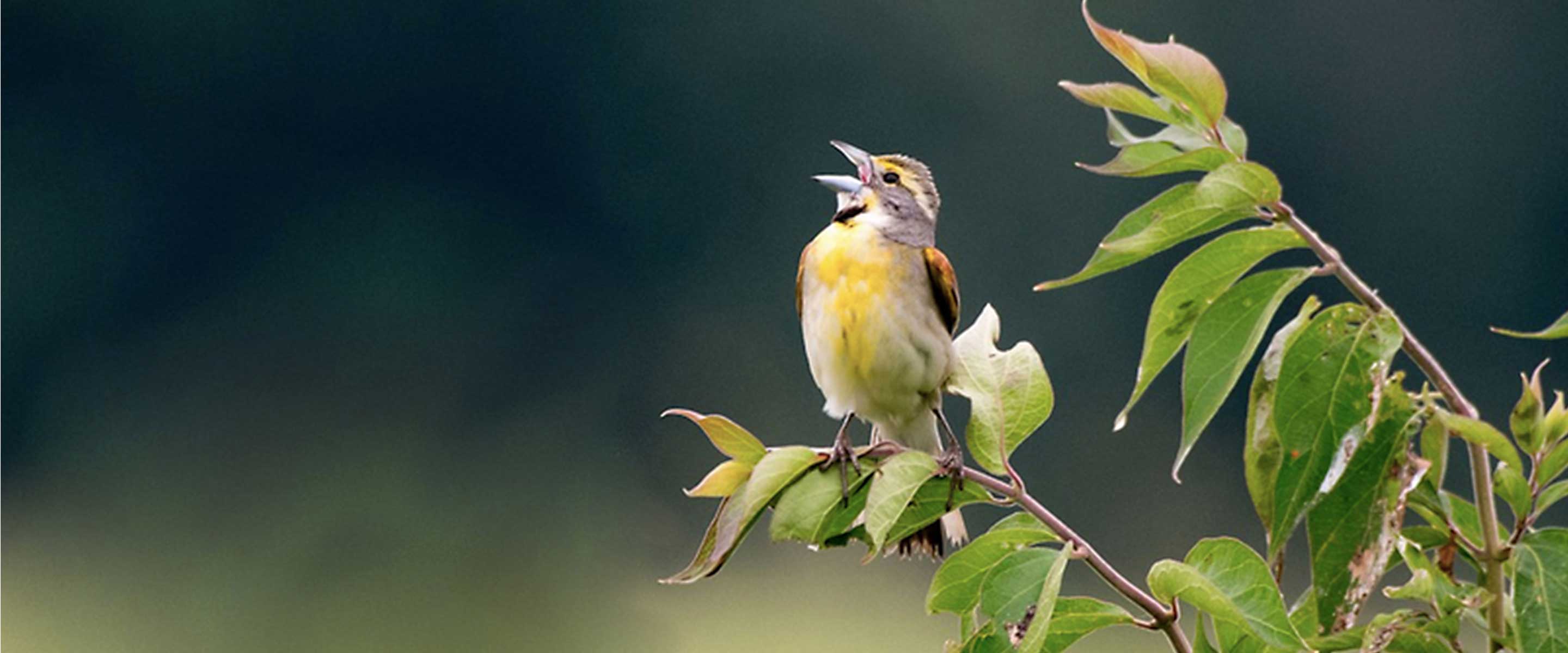Bird Friendly Coffee
